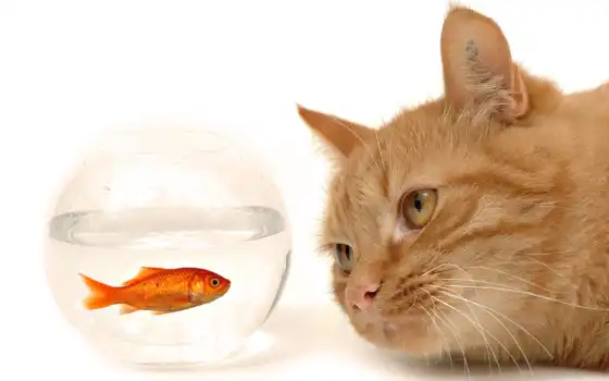кот, рыбка, золотая рыбка