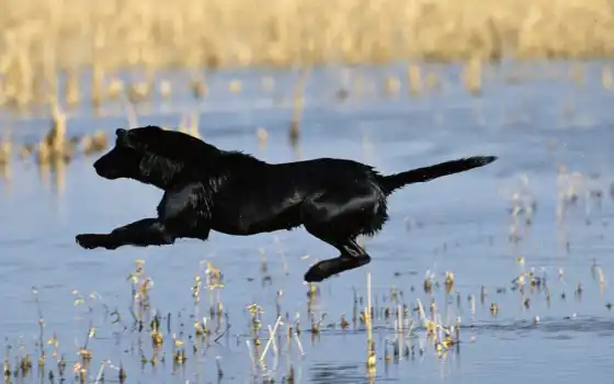 собака, черный, енот, прыжок, озеро, животное