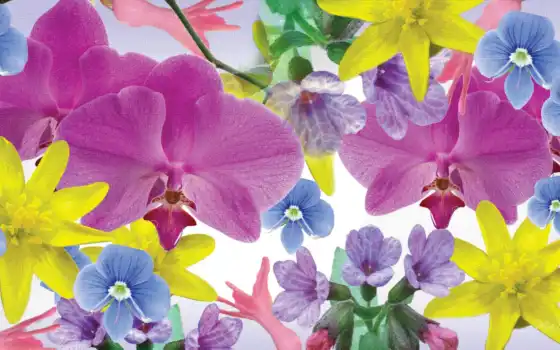 орхидея, цветы, цветные, художественный, фиолетовый