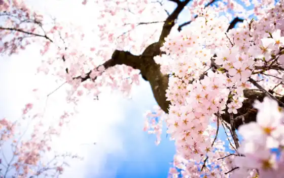 цветы, ветки, небо, весна, Сакура,, 