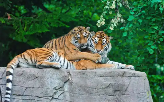тигр, тигренок, камень, семья, тигры, животные, камне, картинка, 