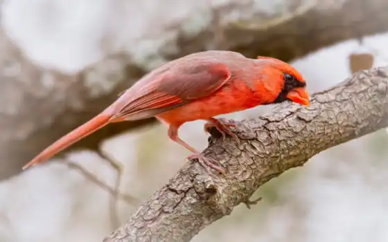 кардинал, птица