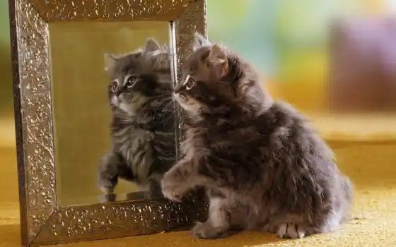 зеркало, отражение, кот, котенок, оригинал