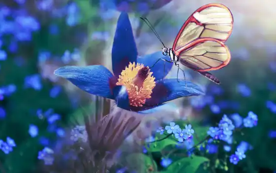 хороший, blue, утро, цветы, цветок, бабочка, ночь, бабочка, gen, йога