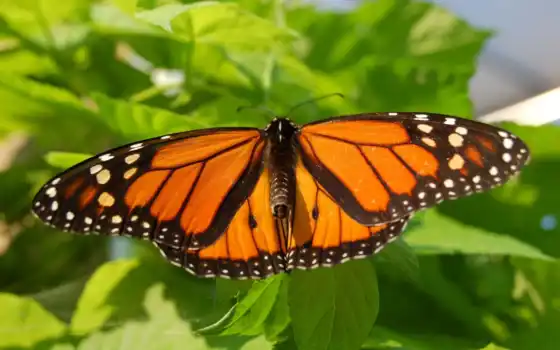 бабочка, листва, лето, монарх, мотылек, drugelis, картинка, ekrano, 
