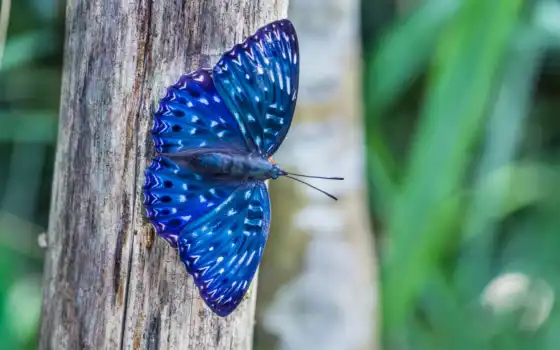бабочка, blue, free, julia, best, природа, 