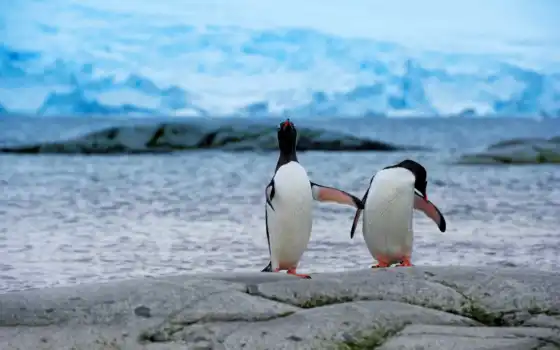 пингвины, берег, антарктида, пара, ледник, снег, просмотреть, 