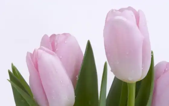 тюльпаны, розовые, 