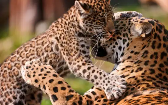 ecran, ласки, jaguar, анимо, любовь, sur, bebe, леопарды, ягуары, леопард,