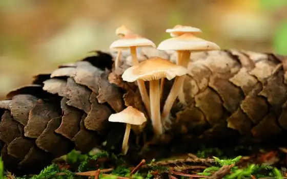mushrooms, forest, 