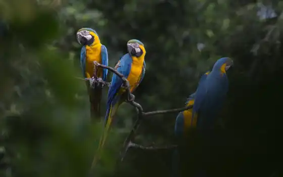 macaw, синяя, почерпнутая, эйв, желтая, птица