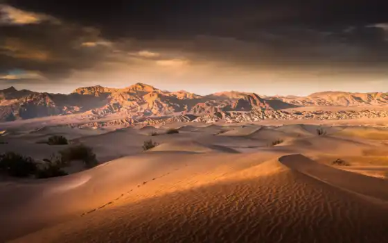 пустыня, горох, песок, дюн