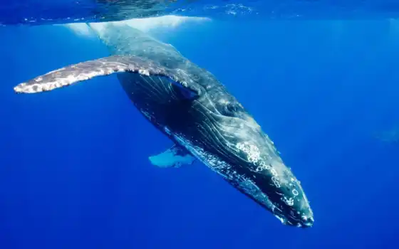 кит, животное, горбатый, под водой, океан, синий