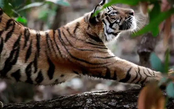 тигр, животное, расфуфырившийся, индеец, кот, национальный