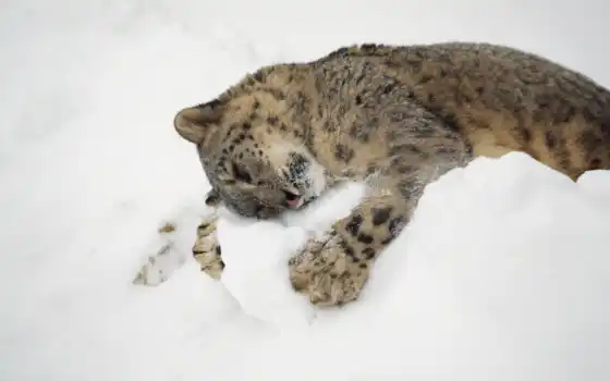 снег, леопард, ирбис, 