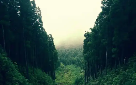 лес, горная, деревья, униформа, река, бамбук,