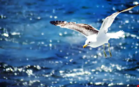 seagull, flying, water, море, sounds, со, pack, seagulls, birds, sound