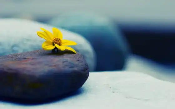 цветы, камень, биг