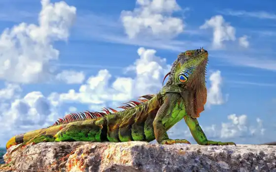 iguana, funart, блог
