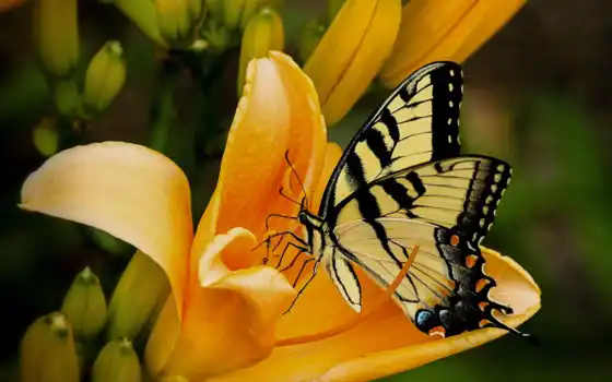бабочка, лилии, black, yellow, картинка, free, фото, желтой, насекомое, 