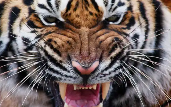 тигр, животное, глаз, кот