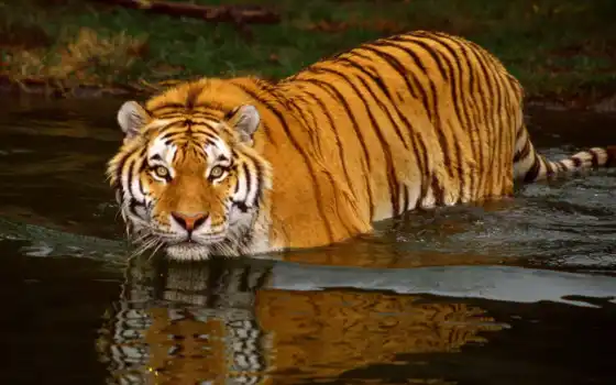 животное, тигр, кот, вода, живые