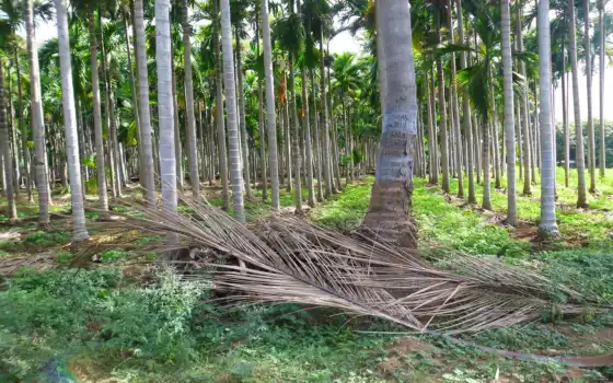 обои на рабочий стол, красивые картинки, картинки для ipad, обои для android