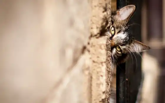 обои на рабочий стол, красивые картинки, картинки для ipad, обои для android