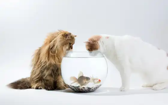 коты, рыбки, аквариум, белый,