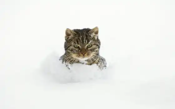 снег, кот, зима, усы