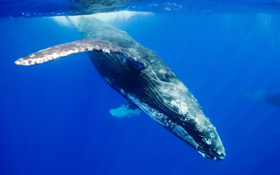 кит, water, humpback, под, серый, взгляд