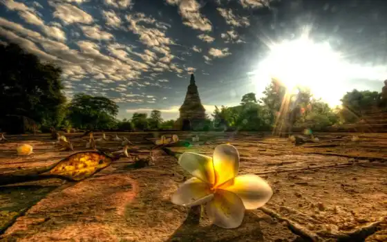thai, таиланд, цветы, massagen, volksly, добавить, пожаловаться, different, thaise, массаж