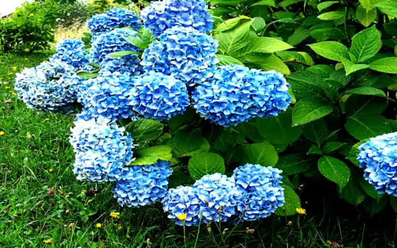 обои на рабочий стол, красивые картинки, картинки для ipad, обои для android