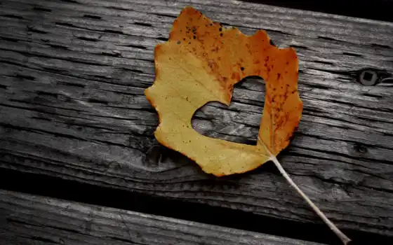 сердце, лист, сердце, дерево, осень
