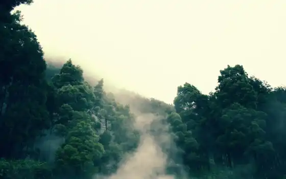 туман, лес, деревья, дерево, 