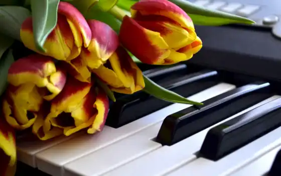 цветы, клавиши, загрузок, тюльпаны, марта, 