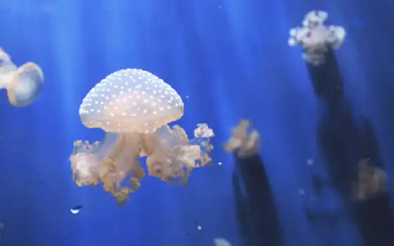 jellyfish, море, life, animal, blue, water, ocean, invertebrate, fish, природа