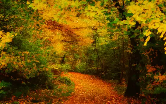осень, желтые, листья, деревья, разделе, трек, 