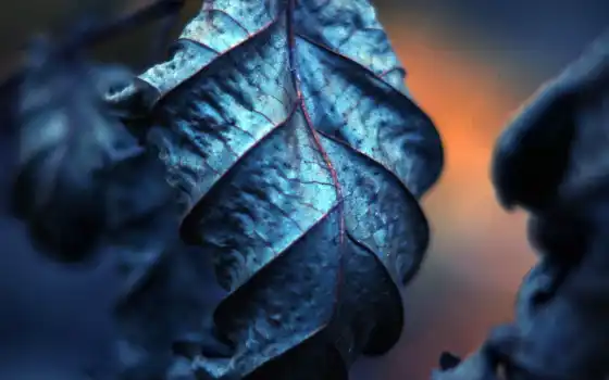 лист, blue, makryi, дерево, оттенок, природа, shirokoformatnyi, осень,