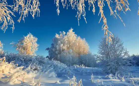 зима, снег, дерево, россия, республика, кеми