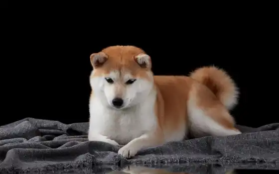 обои на рабочий стол, красивые картинки, картинки для ipad, обои для android