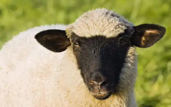 овцы, цыплята, больше, лука, карман, род, взгляд, год,