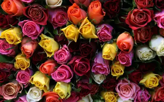 розы, цветы, красивые, букет, картинка, 