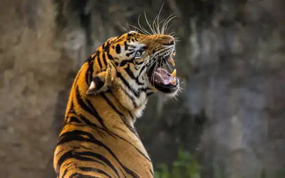 тигр, хищник, 