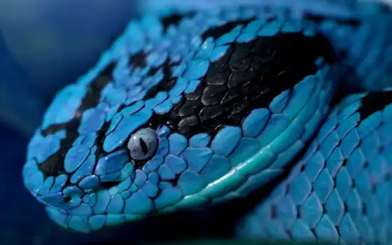 змеи, животные, голубые, рептилии, черные