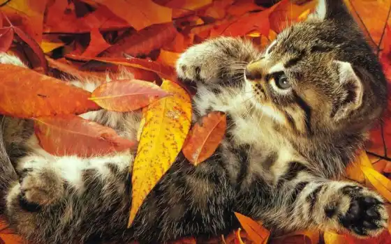 осень, веселые, обстоят день, кошки, урка,