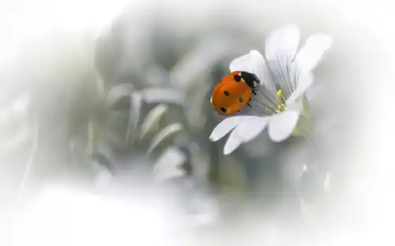 ladybug, природа, фон, цветы, bugs, макро, petals, desktop, 