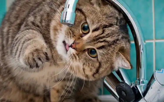 обои на рабочий стол, красивые картинки, картинки для ipad, обои для android