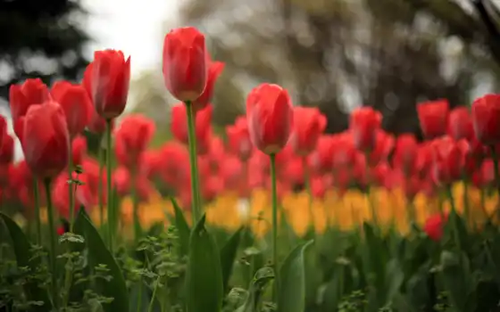 цветы, природа, тюльпан