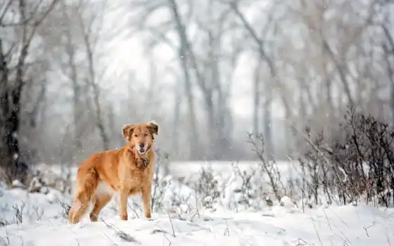 ,зима,собака,пес,снег,